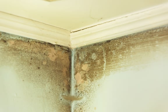 MS Article - Damp Wall